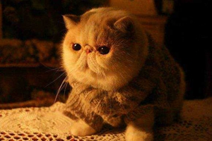 加菲猫怎么看眼鼻一线 加菲猫判断方法