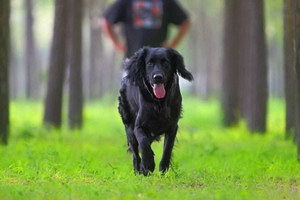 卷毛寻回犬感冒怎么办 卷毛寻回犬感冒治疗方法
