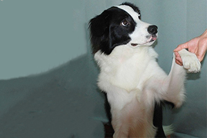 边境牧羊犬怎么训练握手