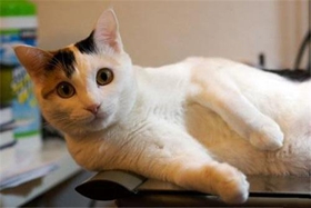 日本短尾猫牙结石怎么治疗 日本短尾猫牙结石治疗方法