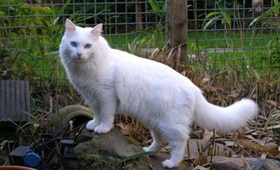 土耳其梵猫乳腺肿瘤如何治 乳腺治疗方法