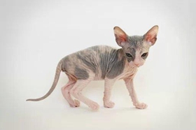 加拿大无毛猫呕吐怎么办 斯芬克斯猫呕吐原因