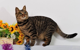 狸花猫口炎有什么症状 中国狸花猫口炎症状介绍