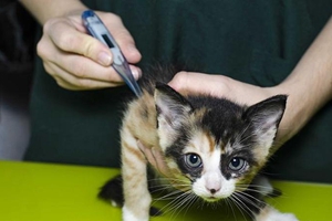 猫咪怎么量体温