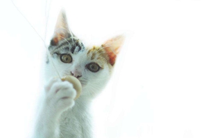 猫咪夏天食欲差怎么办