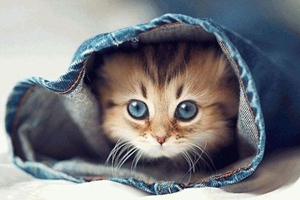 猫咪冬天要注意什么