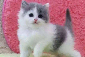 怎样养小猫