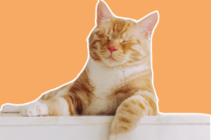 橘猫怎么养不胖