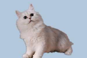 金吉拉猫吃什么好