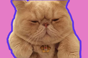 加菲猫怎么养胖