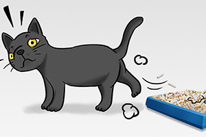 猫砂使用方法