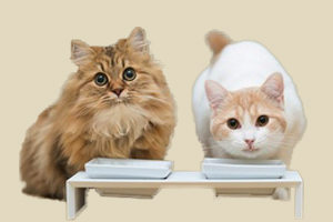 猫饭制作方法